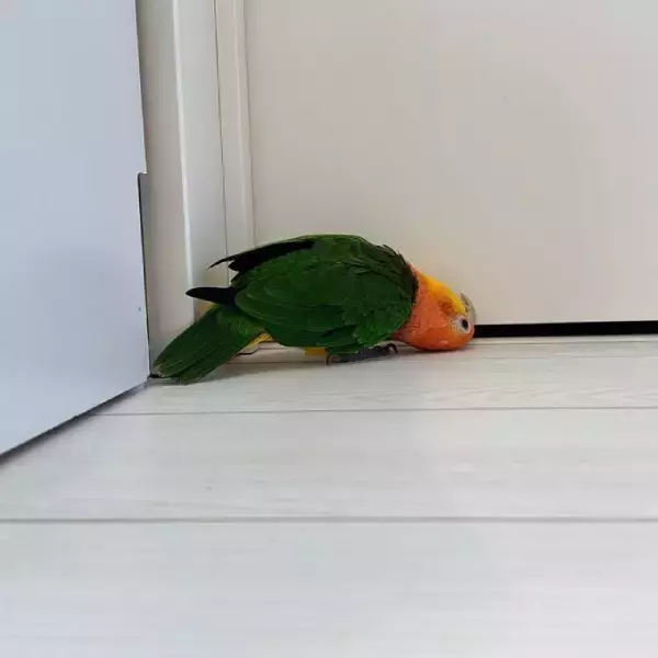 「ドアの隙間から覗き込むインコが怖かわいい　「見テルゾ……」」の画像