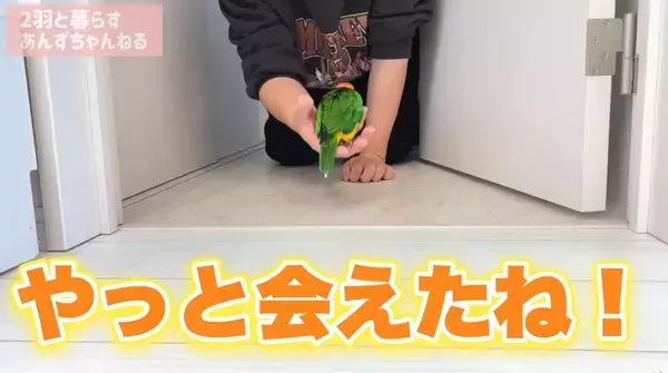 「ドアの隙間から覗き込むインコが怖かわいい　「見テルゾ……」」の画像