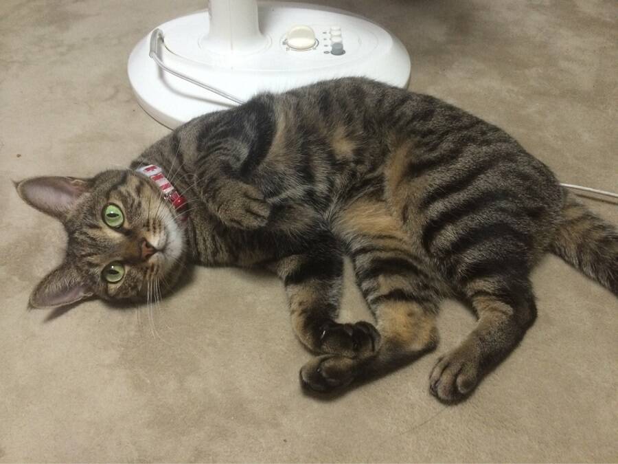 猫と編集部 可愛いクセして変なところで賢い猫たち 年6月2日 エキサイトニュース 猫と編集部 可愛いクセして変なところで賢い猫たち 年6月2日 エキサイトニュース