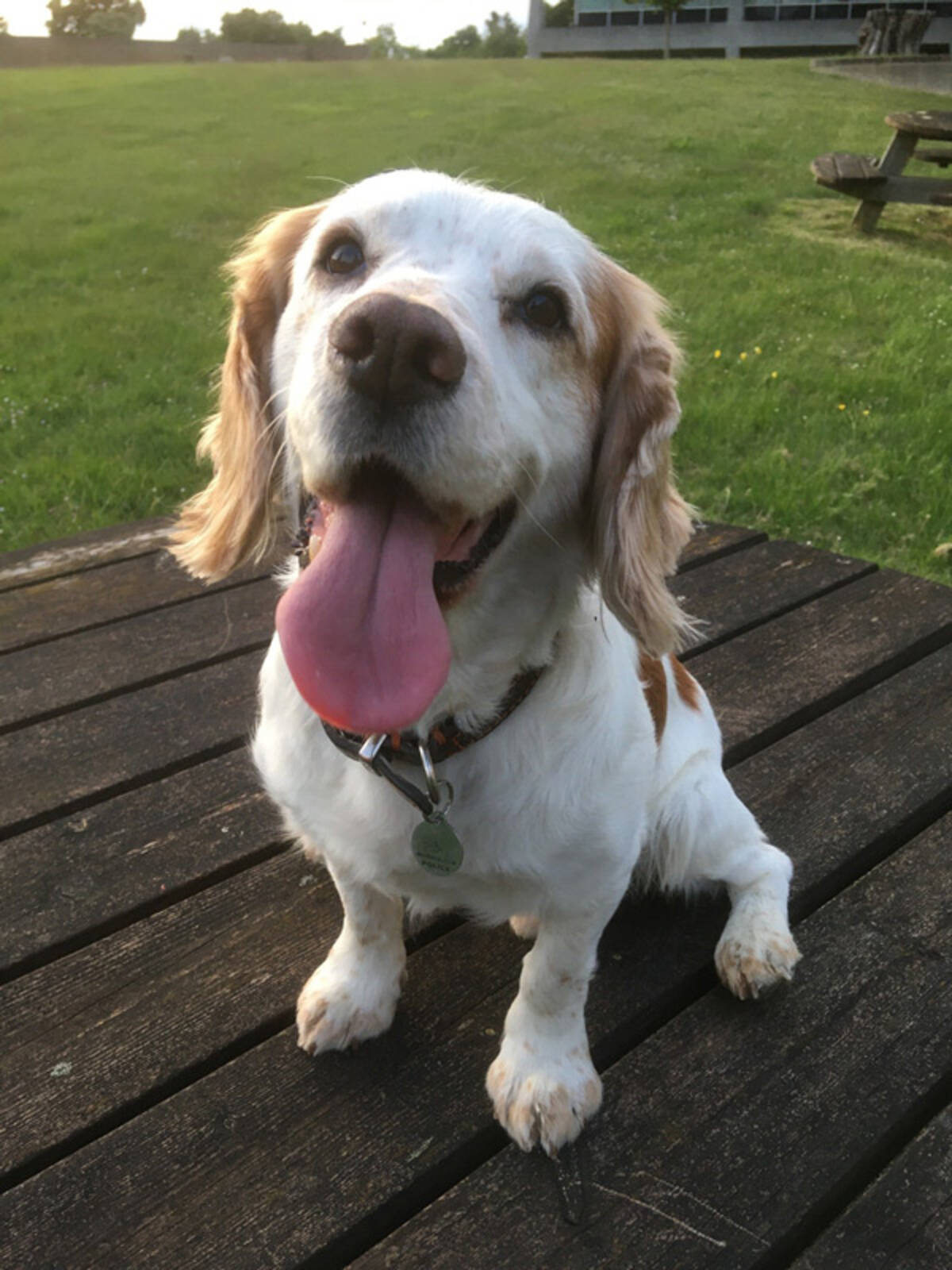 ロンドン警視庁の可愛い警察犬 隠された銃を見つけるお手柄 年7月18日 エキサイトニュース