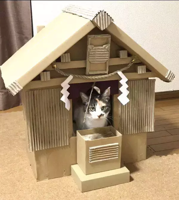 「元祖段ボール猫神社」を覚えていますか？話題のその後
