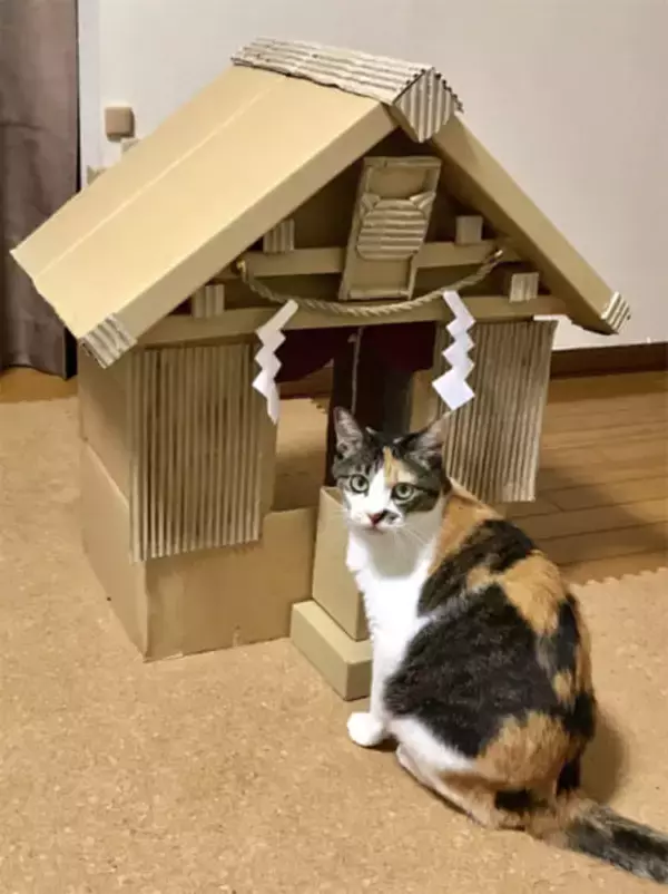 「「元祖段ボール猫神社」を覚えていますか？話題のその後」の画像