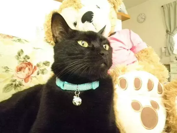 「「元祖段ボール猫神社」を覚えていますか？話題のその後」の画像