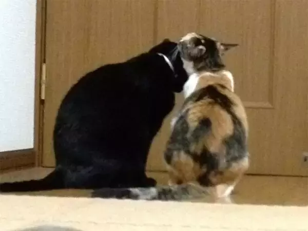 「「元祖段ボール猫神社」を覚えていますか？話題のその後」の画像