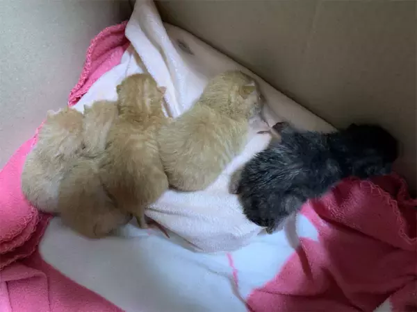 「「元祖段ボール猫神社」を覚えていますか？話題のその後」の画像