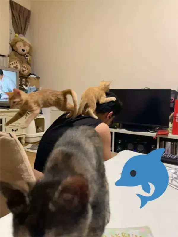 「「元祖段ボール猫神社」を覚えていますか？話題のその後」の画像