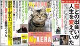 「AERAが一冊まるごと猫化　臨時増刊「NyAERA（ニャエラ）」第6弾発売」の画像1