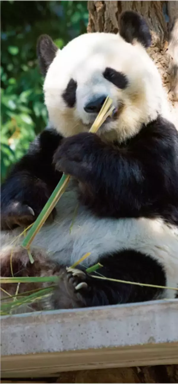 「女性自身のパンダ版「パンダ自身 2頭め」発売　「呪術廻戦」パンダ役・関智一のインタビューも」の画像