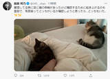 「指原莉乃が昼寝中に愛猫確認　優しい世界にほっこり」の画像1
