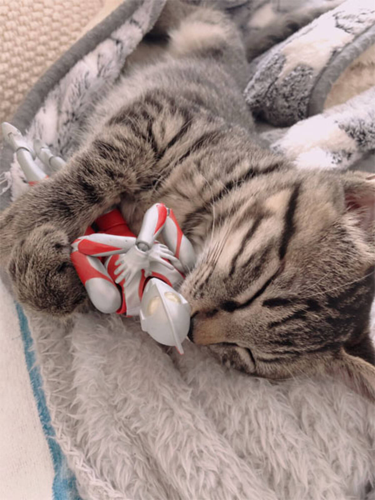 ウルトラマンは心の友 肌身離さず過ごす子猫が尊い 21年8月3日 エキサイトニュース