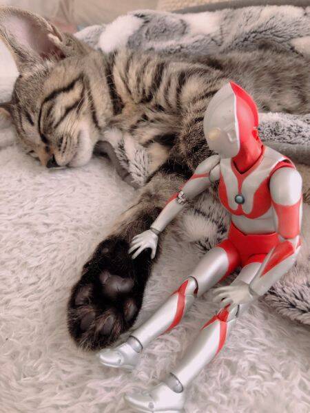 ウルトラマンは心の友　肌身離さず過ごす子猫が尊い