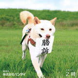 「Twitterで29万いいねを獲得！「判決を取ってくる犬用おもちゃ」が商品化」の画像1