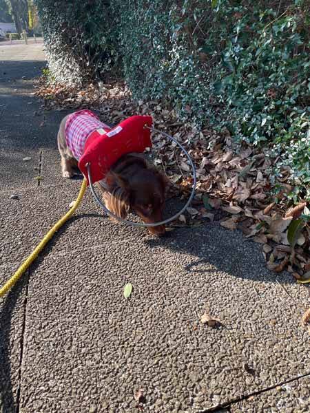 これで安心してお散歩できるよ 盲目の愛犬を救った犬用白杖 21年12月16日 エキサイトニュース