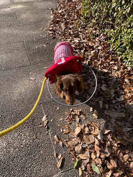 これで安心してお散歩できるよ 盲目の愛犬を救った犬用白杖 21年12月16日 エキサイトニュース これで安心してお散歩できるよ 盲目の愛犬を救った犬用白杖 21年12月16日 エキサイトニュース