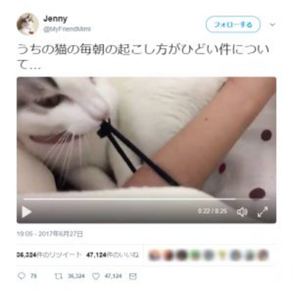 毎朝ゴムパッチン して飼い主を起こす猫に注目が集まる 17年7月12日 エキサイトニュース