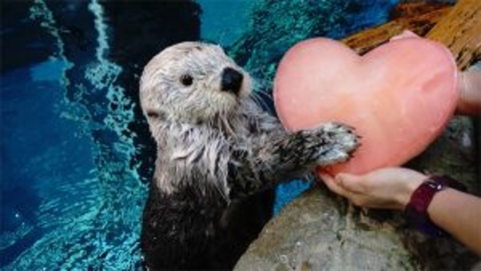 三角コーンを激しくぶん回すラッコが話題 なぜこんな行動を 水族館に聞いた 19年10月15日 エキサイトニュース