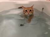 「お風呂で猫かき？！風呂好き猫さんが湯船の中でスーイスイ」の画像1