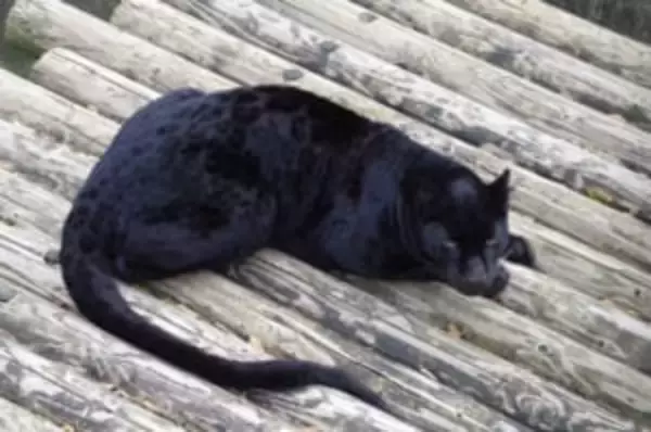 実は真っ黒じゃなかった！クロヒョウは黒いけどちゃんとヒョウ柄だった件