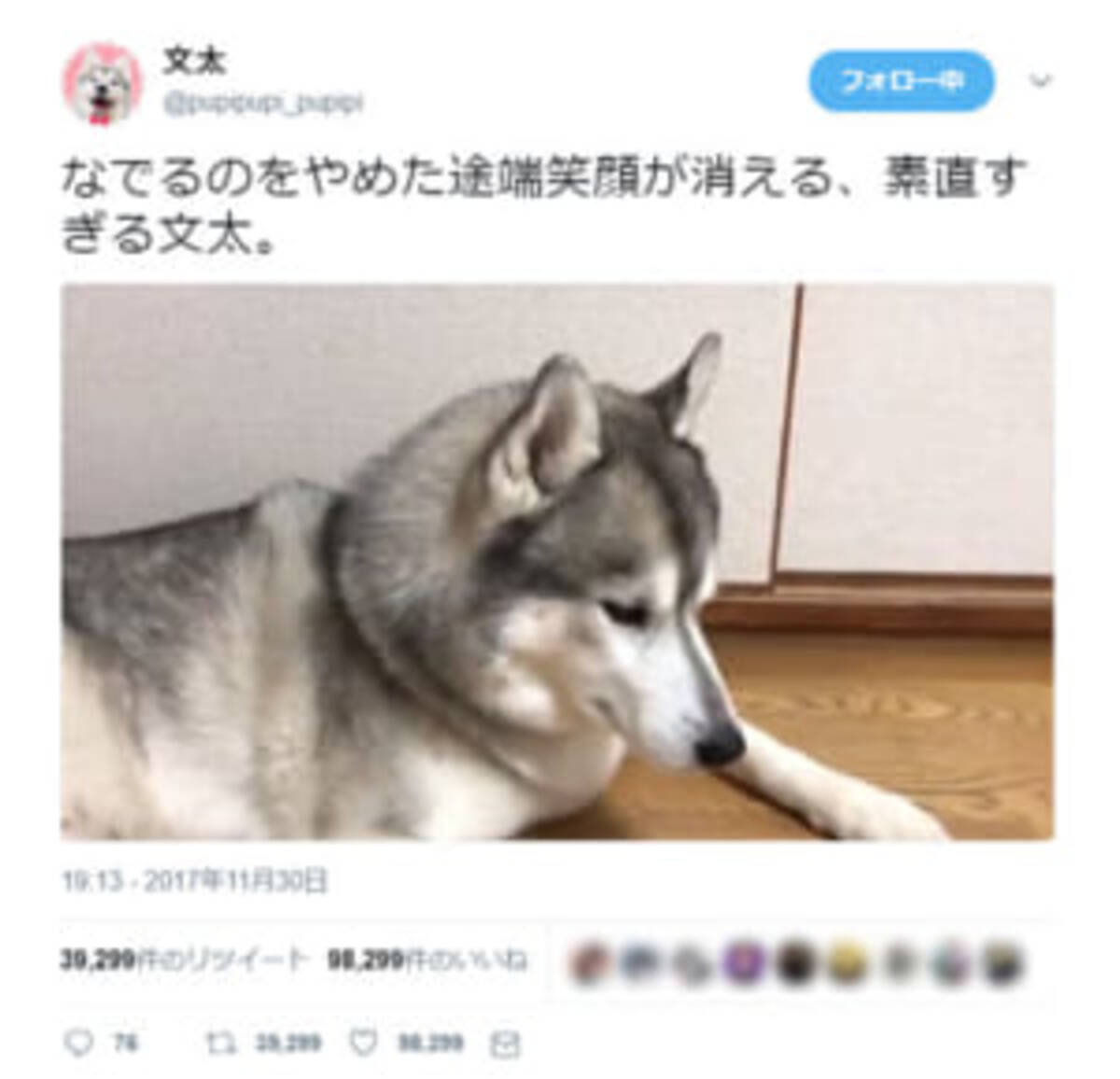 撫でるの止めないで 表情の圧でなでなでをおねだりするハスキー犬が可愛い 17年12月1日 エキサイトニュース