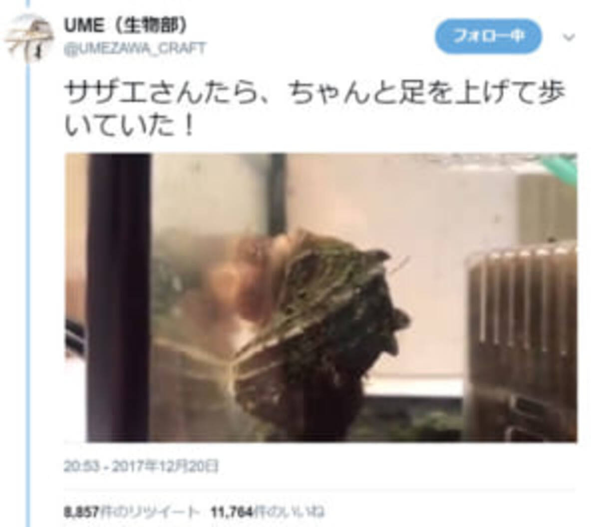 リアルサザエさん 衝撃のスタコラサッサ映像 17年12月23日 エキサイトニュース