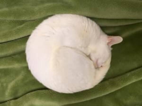 満月でしょうか いいえ 猫です コンパスで描いた様なニャンモナイト 発見 18年4月21日 エキサイトニュース