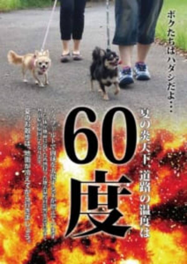 灼熱のアスファルトの上をはだしで歩けますか 炎天下での犬の散歩に注意 18年7月日 エキサイトニュース