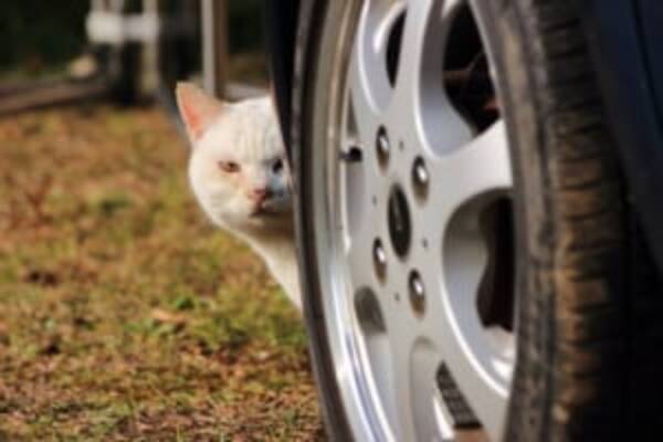 猫の秘密結社 Nnn メンバーの仕業か 猫はヒト語を理解しているかもと話題 18年7月26日 エキサイトニュース