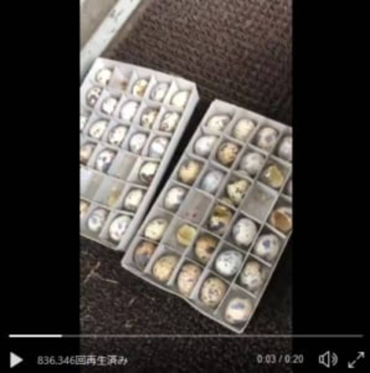 うずらの卵を買っておいたら大量のひなに かわいいプチパニック状態が話題 18年8月31日 エキサイトニュース うずらの卵を買っておいたら大量のひなに かわいいプチパニック状態が話題 18年8月31日 エキサイトニュース