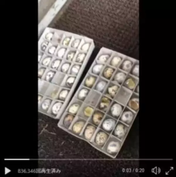 うずらの卵を買っておいたら大量のひなに！かわいいプチパニック状態が話題