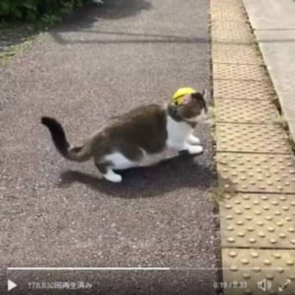 会津鉄道のアイドル猫たちに胸キュン 芦ノ牧温泉駅のらぶ駅長 ぴーち施設長 2018年10月10日 エキサイトニュース