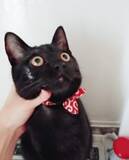 「「おれちがう。もともと白猫」　イタズラがばれた黒猫のそぶりに微笑ましさ爆発」の画像1