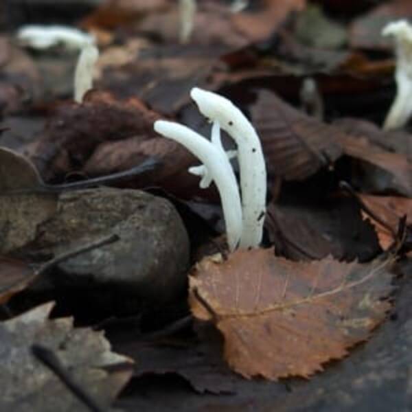 深大寺でニョロニョロ発見か そっくりキノコに思わず夢膨らむ 18年10月24日 エキサイトニュース