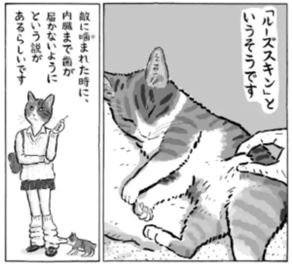 猫のお腹がたるんでいるの、実は訳があったのです……　そんな訳があったとは