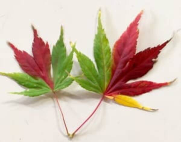 一枚のモミジに3色の色が とっても珍しい現象が話題に 18年11月15日 エキサイトニュース