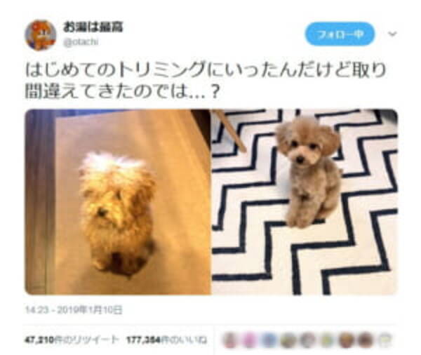 犬のトリミングビフォーアフターの姿に あるある の声多数 19年1月15日 エキサイトニュース