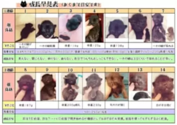 1匹の猫の成長記録を早見表に　一目で分かる成長の過程が参考になる