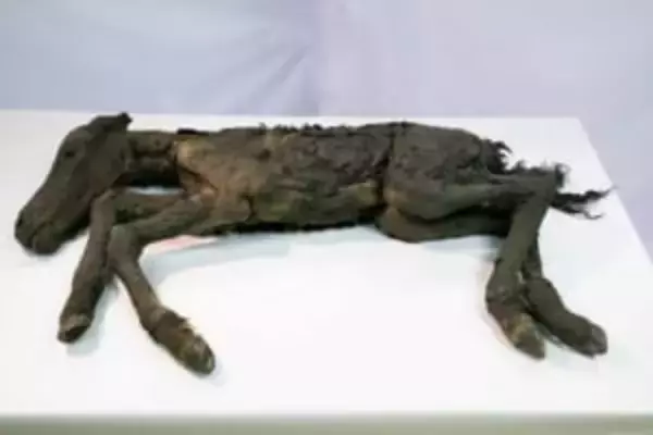 「マンモス展」で「古代仔ウマ」完全体冷凍標本の世界初公開決定