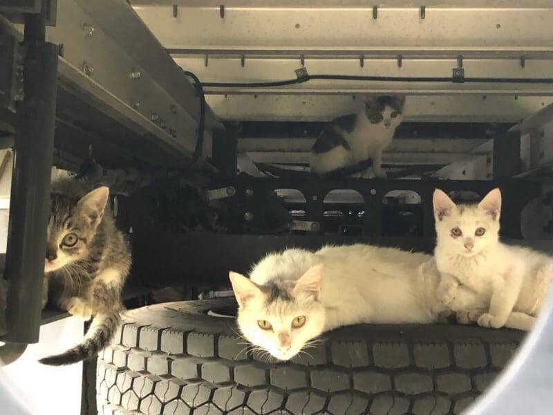 子猫可愛い と思ったら トラックの下で猫一家が団らん中 19年7月5日 エキサイトニュース