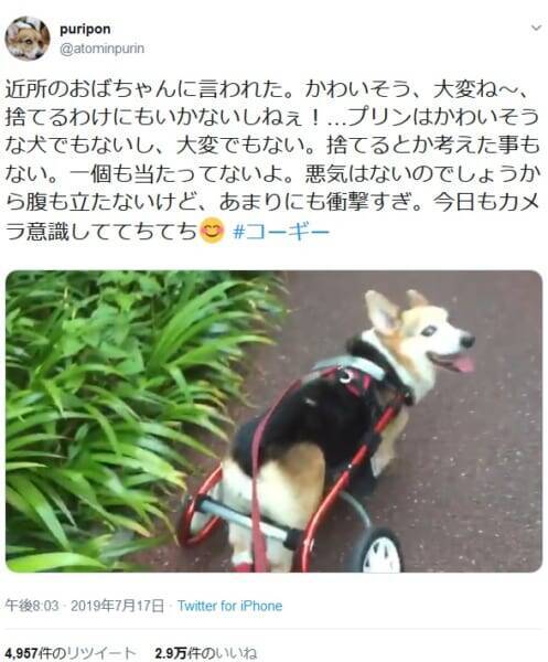 病気で歩行器を使っている犬はかわいそう 今 を生きるコーギーの笑顔 19年7月23日 エキサイトニュース