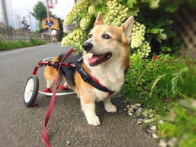 病気で歩行器を使っている犬はかわいそう 今 を生きるコーギーの笑顔 19年7月23日 エキサイトニュース