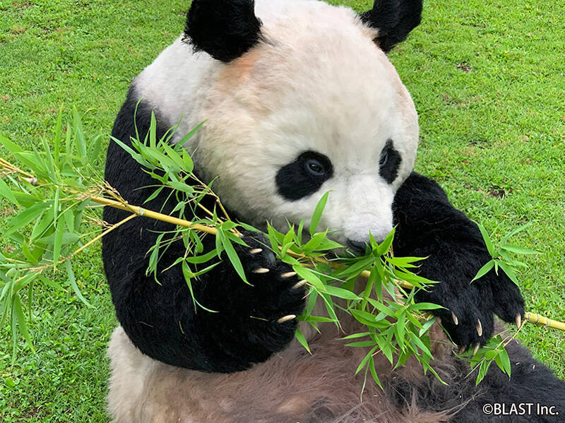 究極のパンダ着ぐるみ がレンタル開始 特殊造型スタジオが制作 19年7月24日 エキサイトニュース