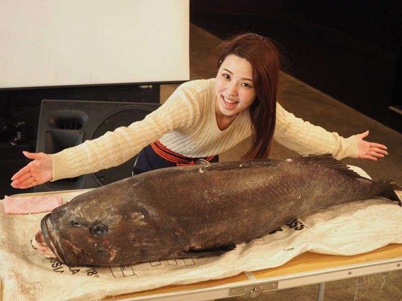 Holiday Jackが「珍怪魚フェス」開催　あなたの知らない高級魚も！？