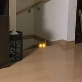 「暗闇で目から強烈なビームを放つ猫ちゃん　「宇宙猫説ある」」の画像1
