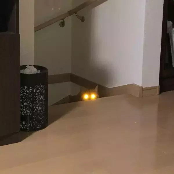 暗闇で目から強烈なビームを放つ猫ちゃん　「宇宙猫説ある」