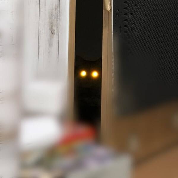 暗闇で目から強烈なビームを放つ猫ちゃん　「宇宙猫説ある」