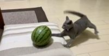 「敵はスイカ」子猫の“慎重すぎる戦い”　ビビりながら挑む姿に反響