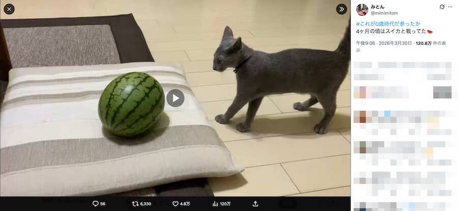 「敵はスイカ」子猫の“慎重すぎる戦い”　ビビりながら挑む姿に反響