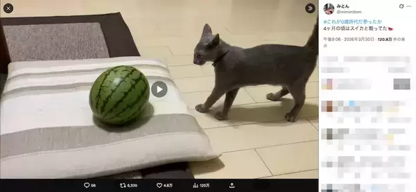 「「敵はスイカ」子猫の“慎重すぎる戦い”　ビビりながら挑む姿に反響」の画像