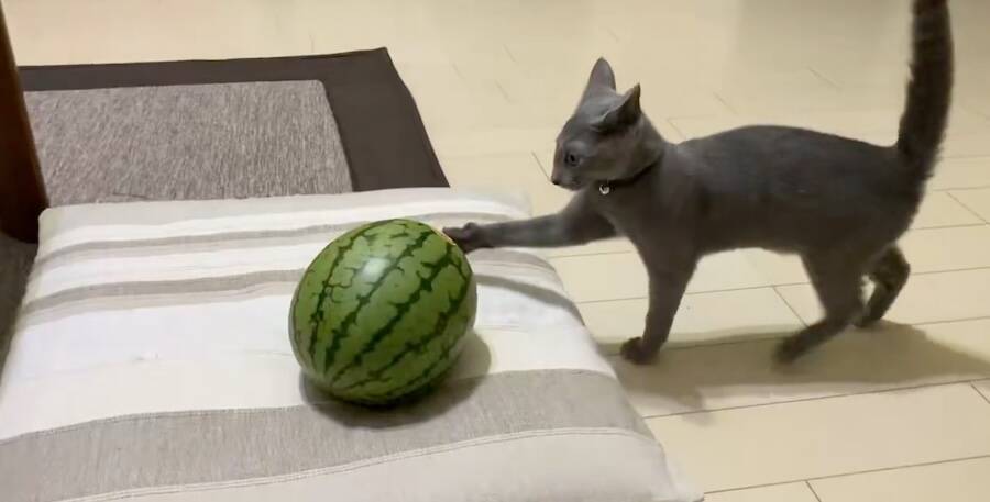 「敵はスイカ」子猫の“慎重すぎる戦い”　ビビりながら挑む姿に反響