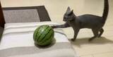 「「敵はスイカ」子猫の“慎重すぎる戦い”　ビビりながら挑む姿に反響」の画像3